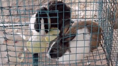 Kafesteki tavşanlar yemek yiyor. Esaret altındaki hayvanlar