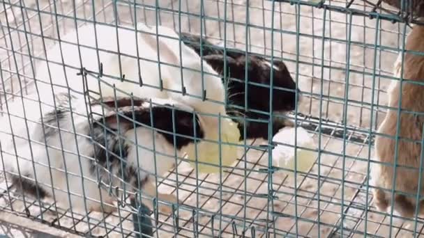 Rabbits Cage Eating Food Animals Captivity — Stock Video