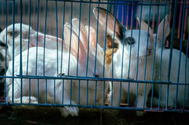 Kafesteki tavşanlar dışarı bakıyor. Kafesteki hayvanlar. Tutsaklık arka planında hayvanlar.