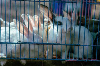 Kafesteki tavşanlar dışarı bakıyor. Kafesteki hayvanlar. Tutsaklık arka planında hayvanlar.