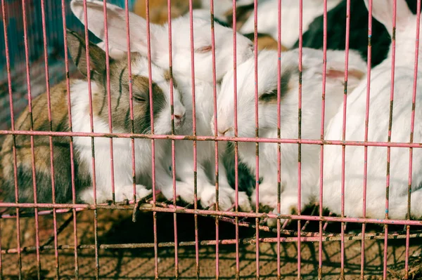 Rabbits in a Cage. Animals in captivity.