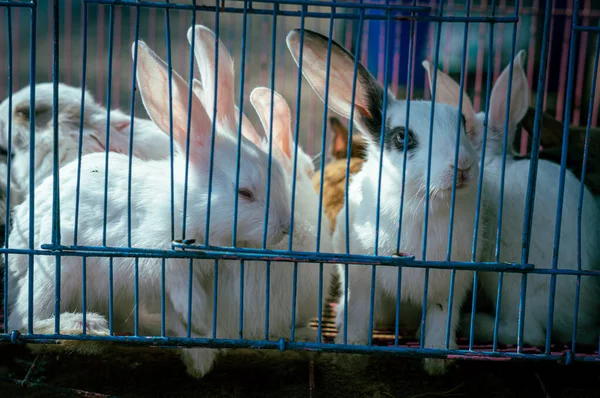 Rabbits in a Cage looking outside. Caged animals. Animals in captivity background.