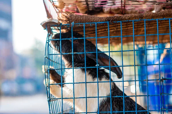 stock image Rabbit on a Cage. Animals in captivity background.