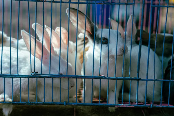 Rabbits in a Cage looking outside. Caged animals. Animals in captivity background.