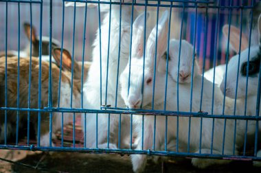 Pencere ızgarasının arkasındaki hayvanlar. Hayvanlar kafeste. Kafesteki Hayvan. Esaret altyapısında Hayvanlar.