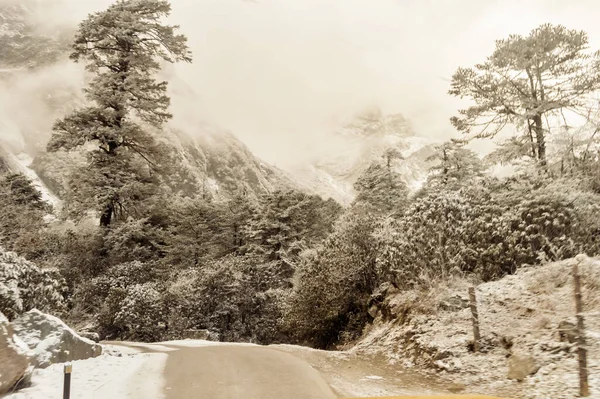 Светло Коричневый Зимний Пейзаж Горный Лес Покрывающий Снег — стоковое фото