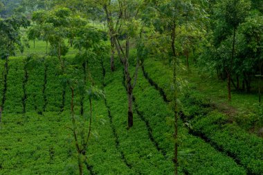 Hillside Tea Garden. Mountain Terrace Cultivation. Assam India clipart