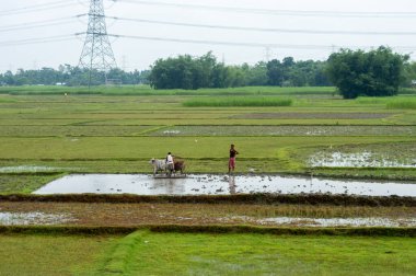 Muson mevsiminde tarlayı süren çiftçi. Assam Hindistan Güney Asya Pasifik 21 Haziran 2023