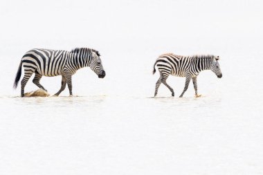 Sığ sularda yürüyen Zebra (Equus quagga) anası, Ngorongoro krateri ulusal parkı, Tanzanya