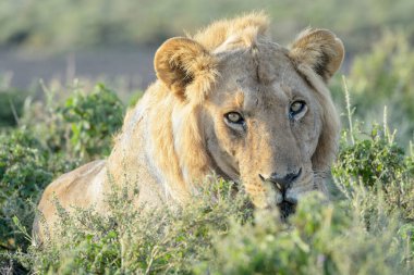 Erkek aslan (Panthera leo) savananın üzerine uzanmış, kameraya bakıyor, Ngorongoro koruma alanı, Tanzanya.