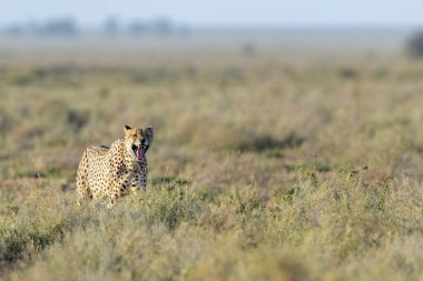 Çita (Acinonyx jubatus) savanada yürüyor ve esniyor, Ngorongoro koruma alanı, Tanzanya.