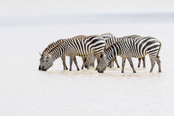 Common Plains Zebra Equus Quagga Herd Drinking Water Ngorongoro Crater — Stock Photo, Image