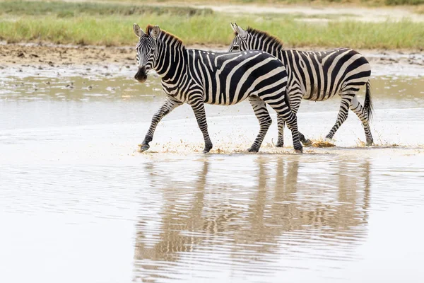 坦桑尼亚Ngorongoro火山口国家公园 两个普通或平原斑马 Equus Quagga 在浅水中行走 带着倒影 — 图库照片