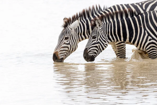 Två Vanliga Eller Slätter Zebra Equus Quagga Närbild Dricksvatten Ngorongoro — Stockfoto