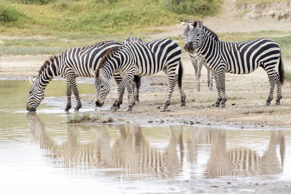 Common Plains Zebra Equus Quagga Herd Drinking Water Reflection Ngorongoro — 图库照片