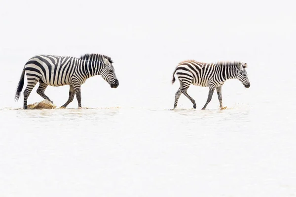 Mãe Zebra Equus Quagga Comum Planície Com Potro Andando Águas — Fotografia de Stock
