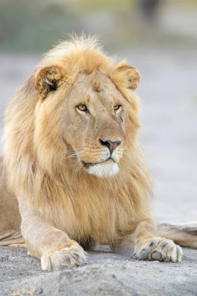 Mannelijke Leeuw Panthera Leo Portret Liggend Ngorongoro Natuurgebied Tanzania — Stockfoto
