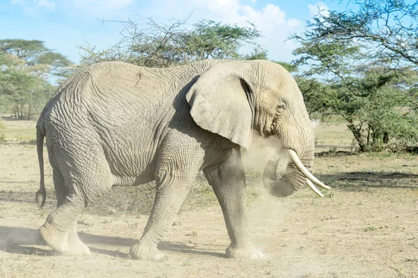 Toro Elefante Africano Loxodonta Africana Che Getta Polvere Zona Conservazione — Foto Stock