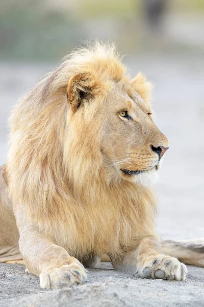 Porträt Eines Männlichen Löwen Panthera Leo Liegend Ngorongoro Schutzgebiet Tansania — Stockfoto