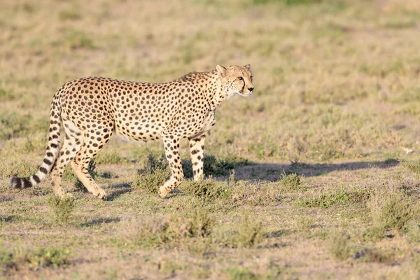 Cheetah Acinonyx Jubatus Περπατώντας Στη Σαβάνα Αναζητώντας Λεία Περιοχή Διατήρησης — Φωτογραφία Αρχείου