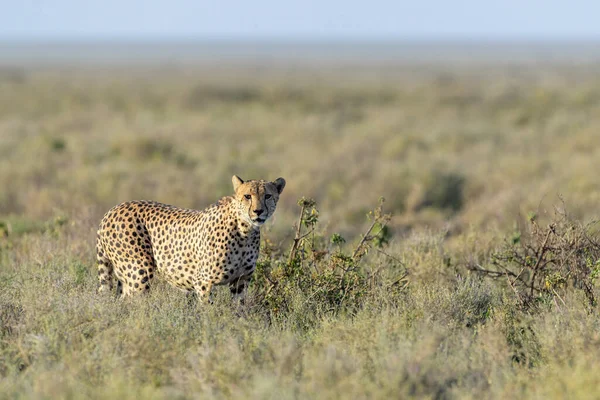 Cheetah Acinonyx Jubatus Camminando Sulla Savana Guardando Macchina Fotografica Zona — Foto Stock
