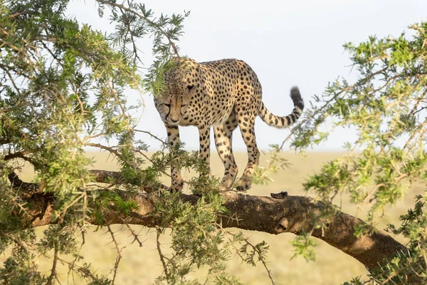 Cheetah Acinonyx Jubatus Klimmend Acaciaboom Ngorongoro Beschermingsgebied Tanzania — Stockfoto