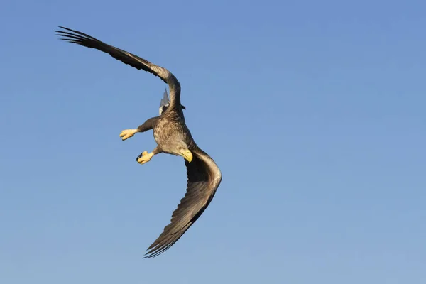 Águila Cola Blanca Haliaeetus Albicilla Vuelo Con Bue Sky Flatanger —  Fotos de Stock