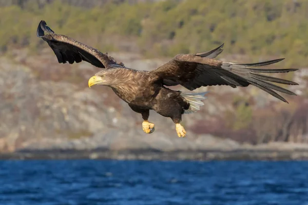 Vitstjärtad Havsörn Haliaeetus Albicilla Flygande Och Jagande Fisk Flatanger Norge — Stockfoto