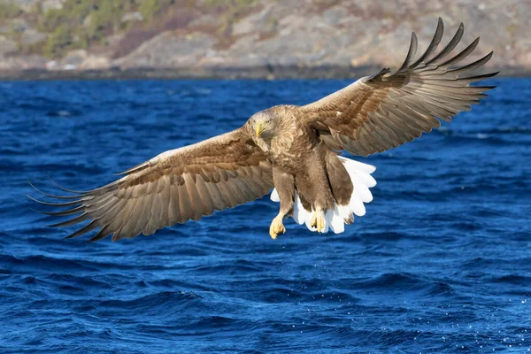 Білоспинний Морський Орел Haliaeetus Albicilla Польоті Полювання Ловлення Риби Flatanger — стокове фото