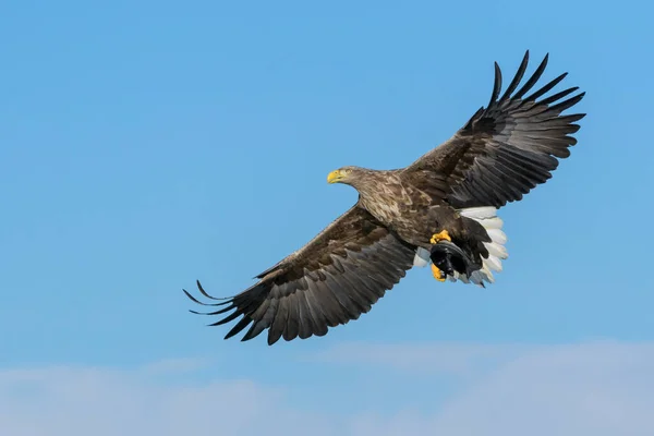 Zeearend Haliaeetus Albicilla Vlucht Met Bue Sky Flatanger Noorwegen — Stockfoto