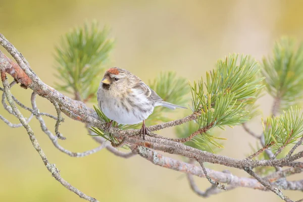 Arctic Redpoll Acanthis Hornemanni Adult Perched Branch Flatanger Norway — Stock Photo, Image