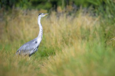 Gri Heron (Ardea cinerea) Hollanda 'da bir çayırda durup yiyecek arar..