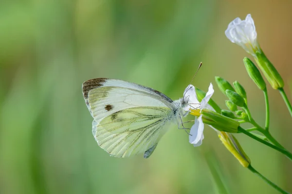 Biały Pieris Napi Żywiący Się Kwiatem Holandia — Zdjęcie stockowe