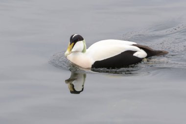 Eider (Somateria mollissima) yetişkin erkek yüzme, Flatanger, Norveç