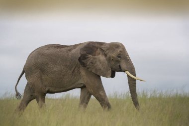 African elephant (Loxodonta africana) walking on savanna, Amboseli national park, Kenya.
