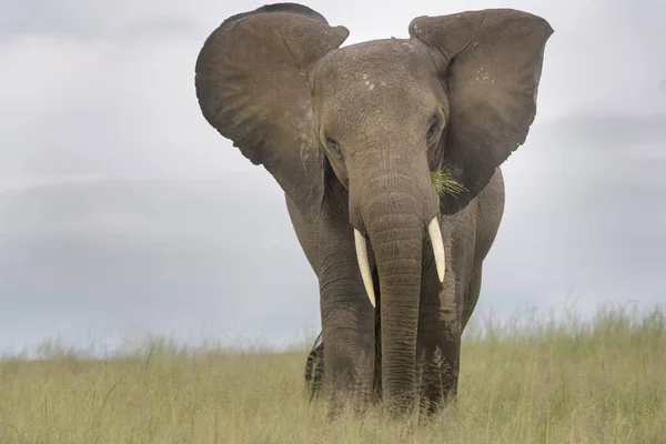 Elefante Africano Loxodonta Africana Piedi Sulla Savana Vicino Guardando Macchina — Foto Stock