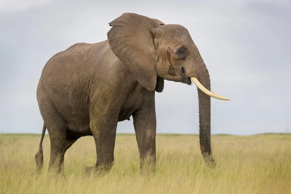Elefante Africano Loxodonta Africana Passeggiando Sulla Savana Parco Nazionale Amboseli — Foto Stock