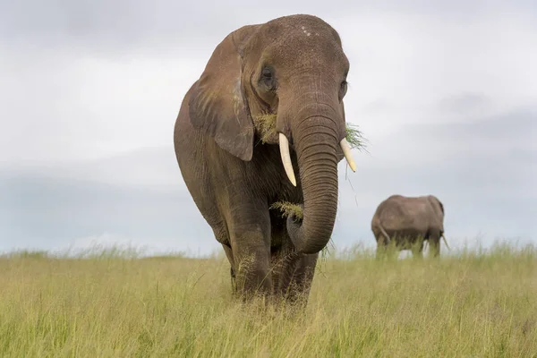 Elefante Africano Loxodonta Africana Piedi Sulla Savana Vicino Mangiare Erba — Foto Stock