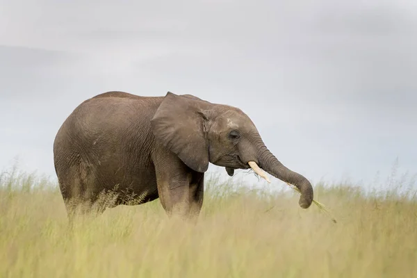 Elefante Africano Loxodonta Africana Giovane Che Mangia Erba Sulla Savana — Foto Stock