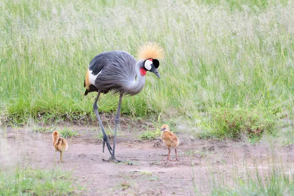 Grå Kran Balearica Regulorum Mamma Med Små Kycklingar Amboseli Nationalpark — Stockfoto