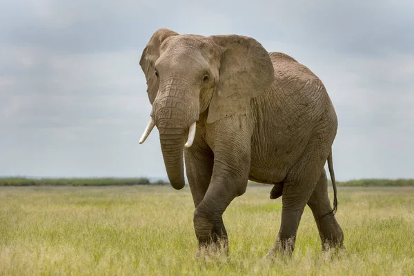 Afrikansk Elefant Loxodonta Africana Tjur Promenader Savanna Tittar Kameran Amboseli — Stockfoto