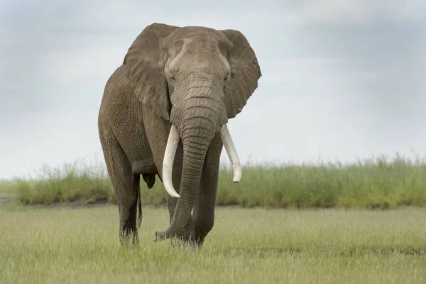Elefante Africano Loxodonta Africana Toro Che Cammina Sulla Savana Guardando — Foto Stock