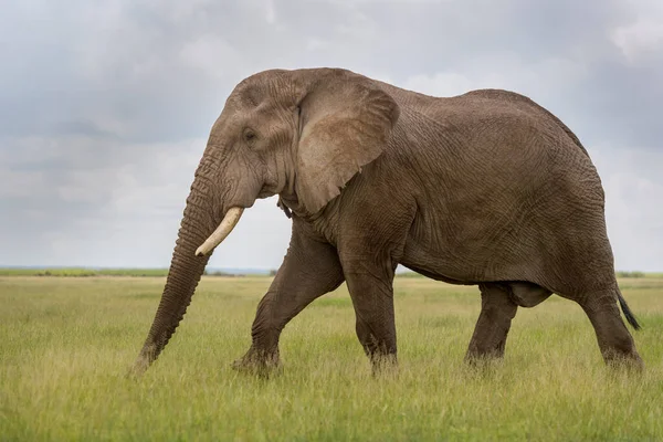 Африканский Слон Loxodonta Africana Бык Ходит Саванне Ест Траву Национальный — стоковое фото