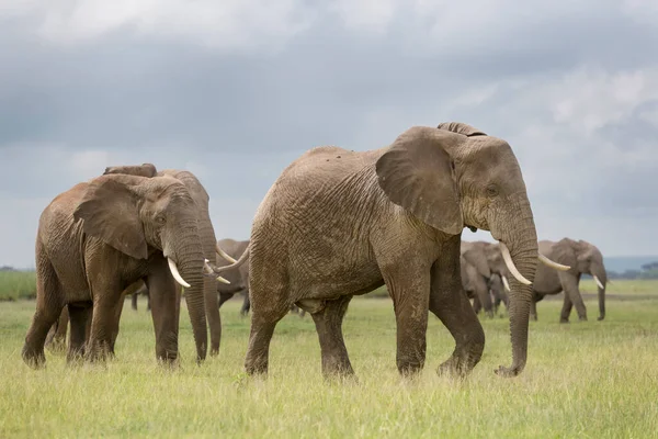 非洲象 Loxodonta Africana 群在肯尼亚安博塞利国家公园的稀树草原上一起行走 — 图库照片