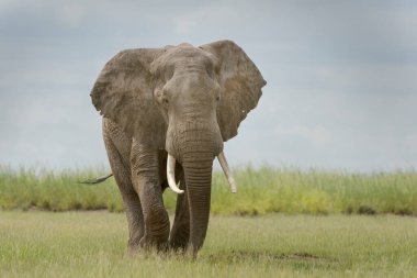 Afrika fili (Loxodonta africana) savanada yürüyen boğa, Amboseli Ulusal Parkı, Kenya 'ya bakıyor..