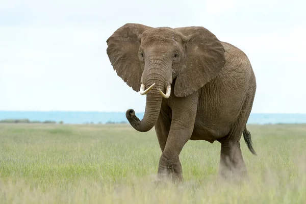 African Elephant Loxodonta Africana Bull Walking Savanna Smelling Looking Camera — Stock Photo, Image