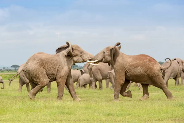 Due Elefanti Africani Loxodonta Africana Che Lottano Dominio Sulla Mandria — Foto Stock