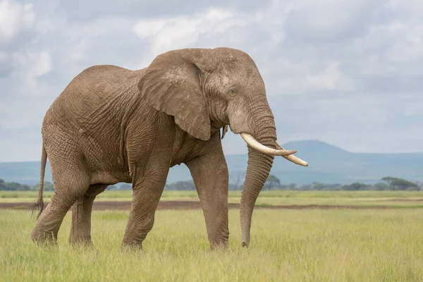 Elefante Africano Loxodonta Africana Caminando Sobre Sabana Parque Nacional Amboseli — Foto de Stock