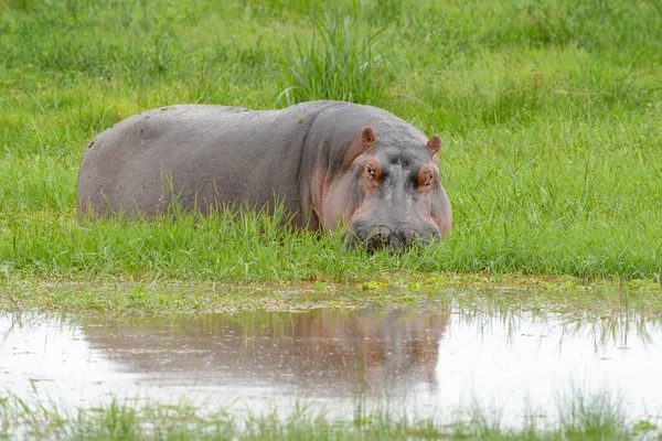 Hipopótamo Hippopotamus Amphibius Cañas Orilla Del Lago Con Reflexión Parque —  Fotos de Stock