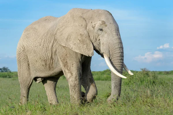 Afrikanischer Elefantenbulle Loxodonta Africana Steht Auf Savanne Frisst Gras Amboseli — Stockfoto